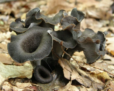 Міцелій Лисички сірої, Craterellus cornukopioides 100 г