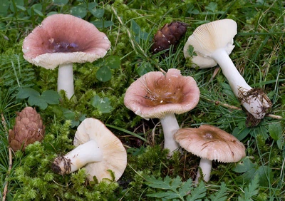 Міцелій Сироїжки непоказною, Russula nauseosa 100 г