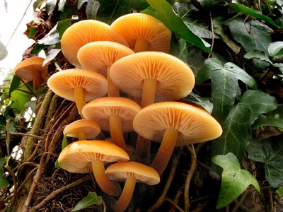 Мицелий на брусочках Опёнок зимний (Фламмулина бархатистая), Flammulina velutipes