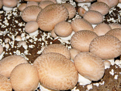 Міцелій Печериці королівського, Agaricus bisporus 100 г