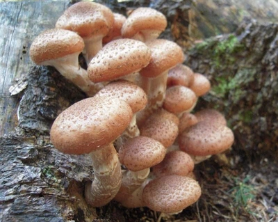 Мицелий на брусочках Опёнок северный, Armillaria borealis