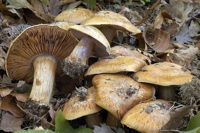 Мицелий Паутинника сизоножкового, Cortinarius glaucopus 100 г
