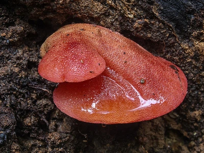 Мицелий Печёночницы обыкновенной, Fistulina hepatica 100 г