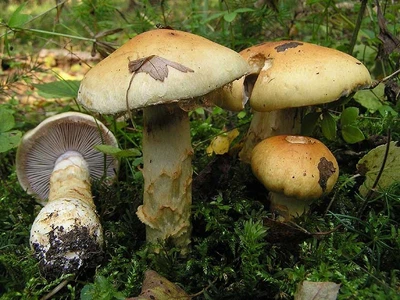 Мицелий Паутинника жёлтого, Cortinarius triumphans 100 г