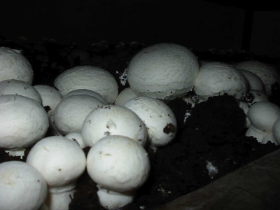 Міцелій Печерицю двуспоровий, Agaricus bisporus 100 г