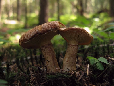 Міцелій Болетинуса полоножкового, Boletinus cavipes 100 г