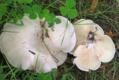 Міцелій Подвишенника (Вишняка), Clitopilus prunulus 100 г