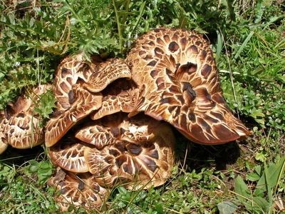 Міцелій Ежовика строкатого, Sarcodon imbricatus 100 г