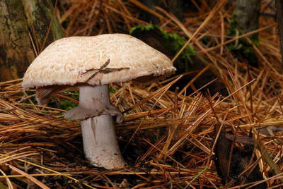 Міцелій Печериці лісового, Agaricus silvaticus 100 г
