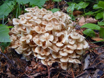 Міцелій Трутовика розгалуженого, Polyporus umbellatus 100 г
