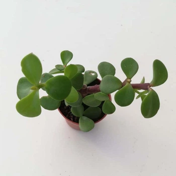 Суккулент Portulacaria Afra, GreenLife, контейнер 5х5см
