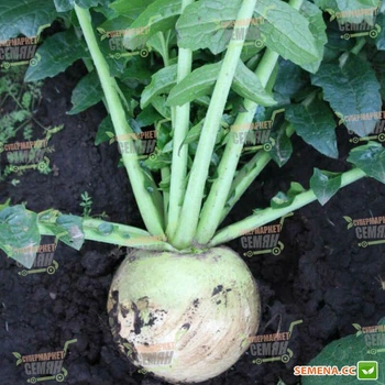 Cемена редьки Takii Seeds Ред мит белая, мякоть - красная 100 г