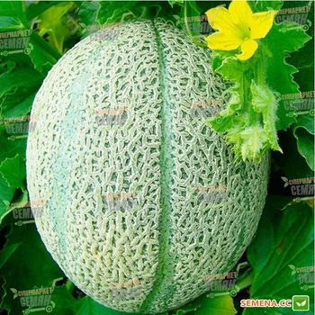 Семена дыни Hortus Ортолани 20 семян
