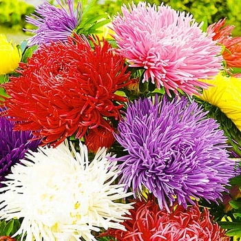 Астра Голчаста суміш Різнобарвний Насіння Florium (726479)