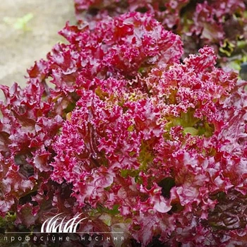 Семена Салат Ред Дженни Florium (718032)