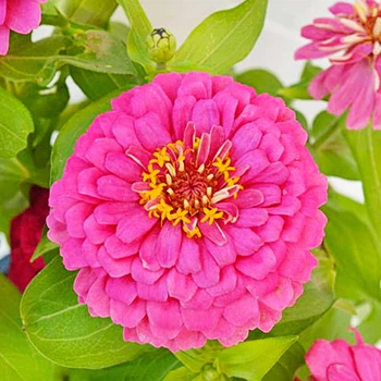 Цінія Махрова Мрія Рожевий Насіння Florium (726587)