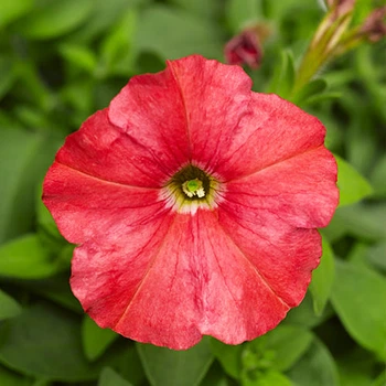 Петунія мініатюрна Лососева Лососевий Насіння Florium (725041)