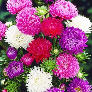 Астра Шкільний Різнобарвний букет Насіння Florium (726660)