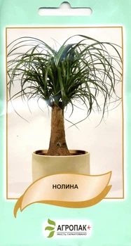 Семена Нолина отогнутая 5 семян Legutko 65519