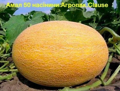 Амал F1 50 шт Clause
