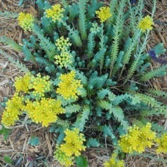 Очиток скельний, або відігнутий (Sedum Rupestre, Sedum reflexum)