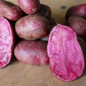 Семенной картофель "All red" (1 репродукция, универсальная в кулинарии) 0,5 кг LeGarden