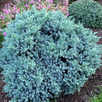 Ялівець Blue Star 1,5 л саджанець в горщику Matla Flowers