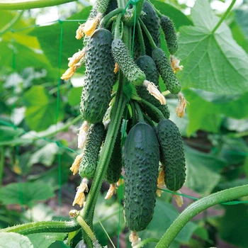 Семена огурцов Kitano Seeds Нибори f1 (кс 90 f1) 250 семян