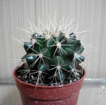 Кактус GreenLife Echinomastus Macdowelii контейнер d=6 см