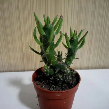 Кактус Эуфорбия тонкая мал. GreenLife контейнер d=5см