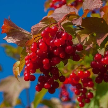 Калина обыкновенная GreenLife (ком в мешковине) ЗКС