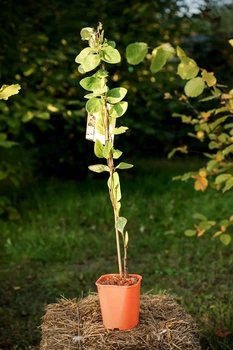 Жимолость Тельмана / Lonicera × tellmanniana С2/Н 80-90