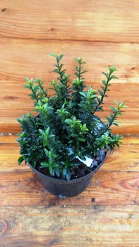 Бересклет японский Микрофилус/ Euonymus japonicus Microphyllus С3 /Н 20-30