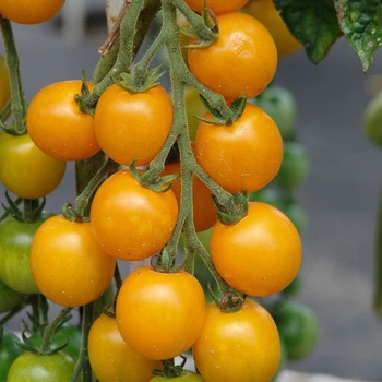 Семена томата Голдкроне, Moravoseed, 20 шт.