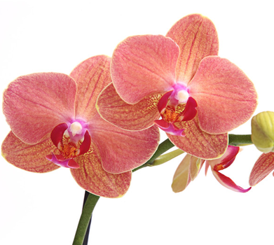 Орхідея фаленопсис «Каріна» 2 стебла