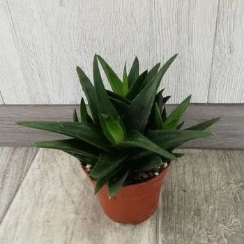 Суккулент Haworthia Black Jam, GreenLife d=8