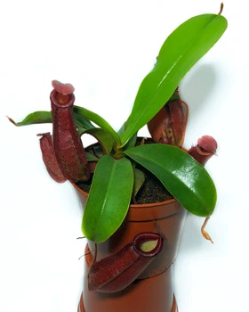 Растение хищник Непентес Кровавая Мэри AlienPlants Nepenthes Bloody Merry (SUN008CP)