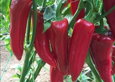 Семена сладкого перца Армагедон F1 10 шт. Yuksel seeds