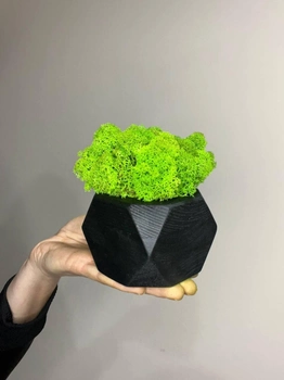 Куб деревянный чёрный со стабилизированным мхом салатовый 8*6 см