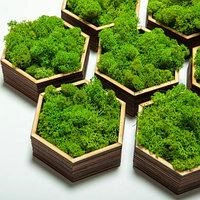 Стабилизированный мох ягель Nordic moss Зеленый травяной светлый 100 грамм