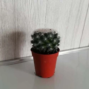 Кактус GreenLife Кактус Маммиллярия Haudeana контейнер d=5см