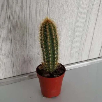 Кактус Pilocereus Сluster , GreenLife, контейнер 5х5
