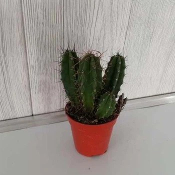 Кактус 36 GreenLife, контейнер 5 см