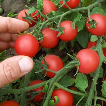 Семена томатов Semo Рубинек (минирэд) черри 5 г