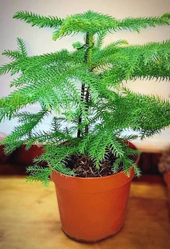 Араукария Araucaria комнатная ель, 50-60 см, объём горшка 1л