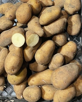 Картофель семенной (посадочный) Тирас. Ультраранний, 1 репродукция 10 кг. Урожай 2022 года.