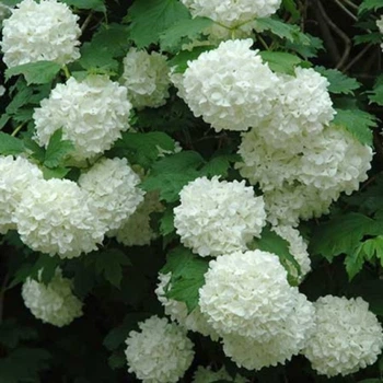 Калина Roseum, GreenLife (ком в мешковине) ЗКС