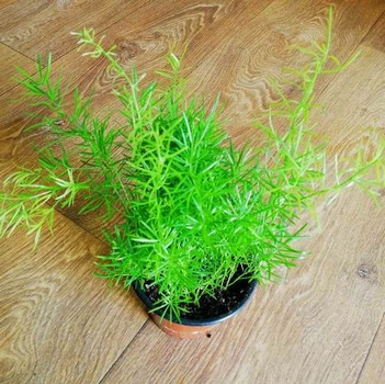 Аспарагус Cwebe, Greenlife, контейнер
