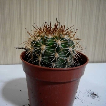 Кактус GreenLife №12 контейнер d=5 см