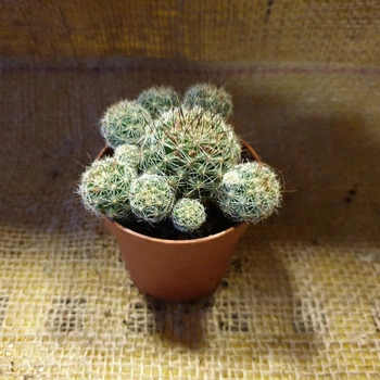 Кактус 50, GreenLife, контейнер d=6,5см